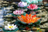 Colorful Lotus Flowers in Water